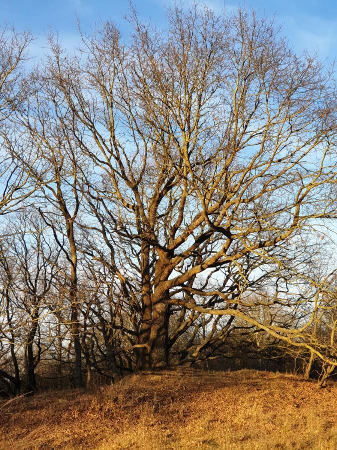 Seesternchen Groß Schwansee Eksteriør billede